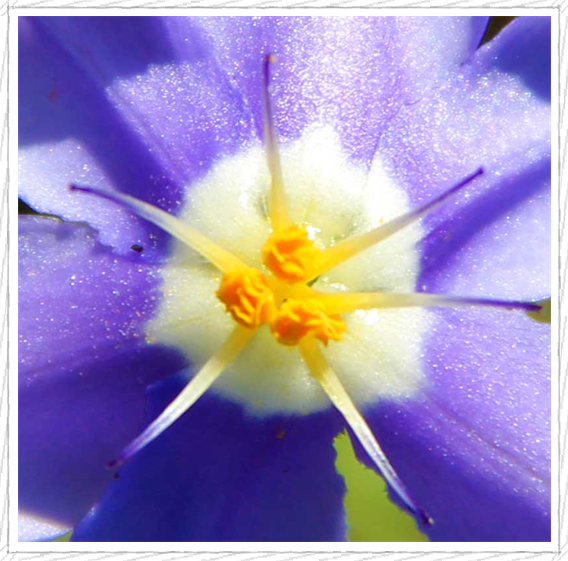 Pictures Of Flowers